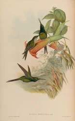 Eugenia imperatrix